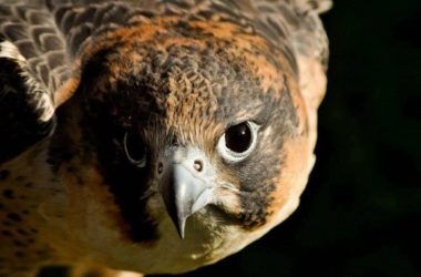 Launch of new Directory