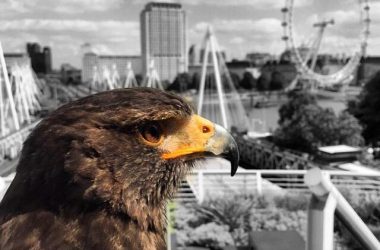 Raptor Awards CIC launches new professional awards